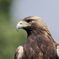 Golden_Eagel
