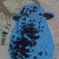 BlueSheep